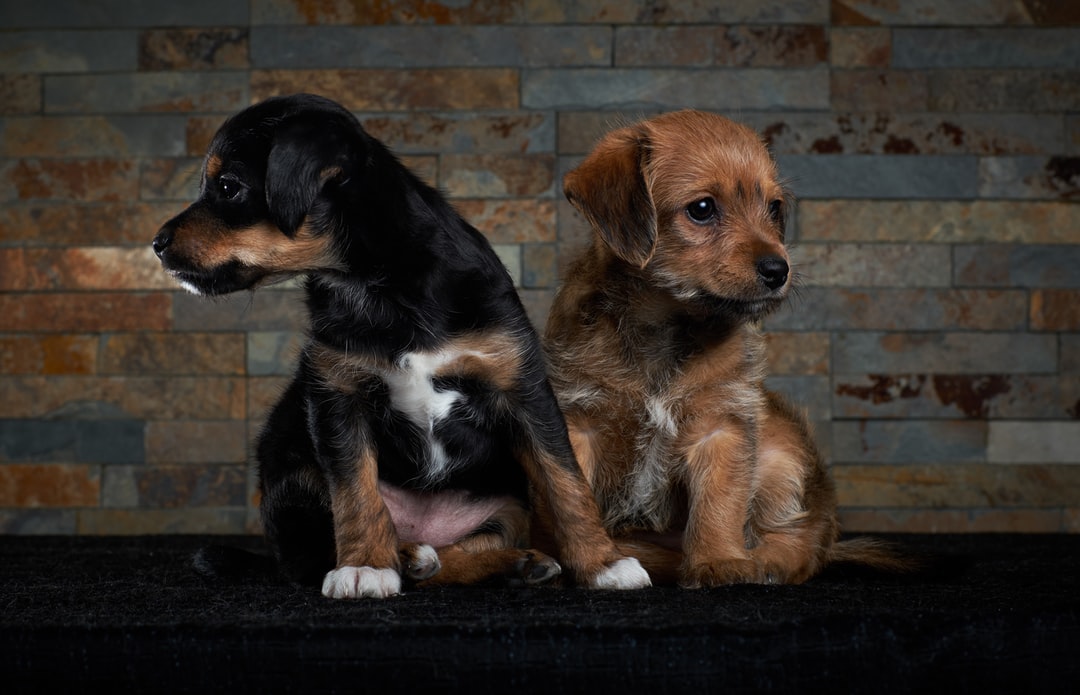 Dog posts